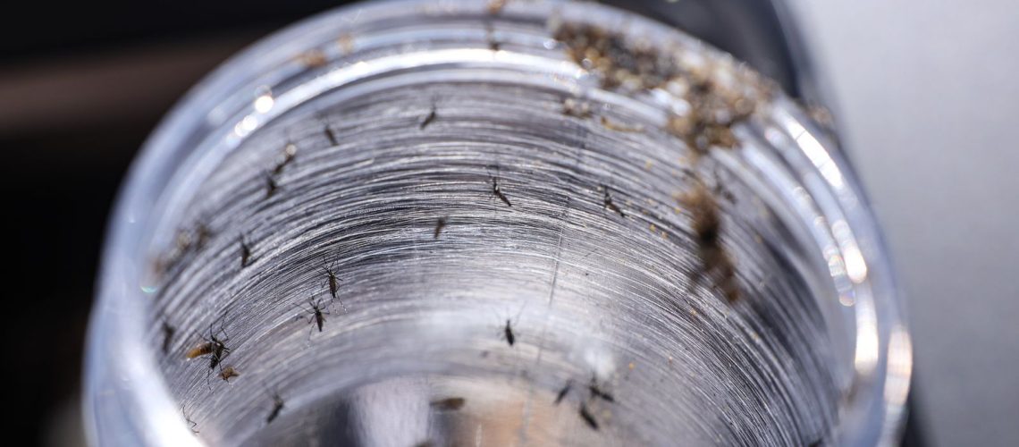 ministerio-da-saude-intensificara-mobilizacao-contra-dengue-no-brasil