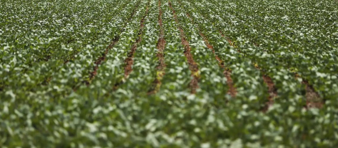 pesquisadores-desenvolvem-fertilizantes-menos-prejudiciais-ao-ambiente